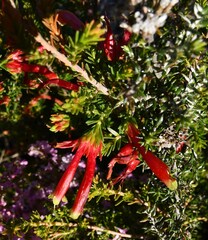 Erica discolor