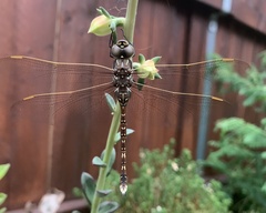 Adversaeschna brevistyla