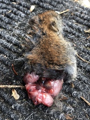 Clethrionomys gapperi