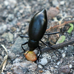 Eleodes longicollis