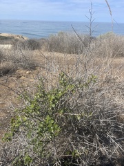 Ceanothus verrucosus