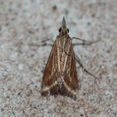 Microtheoris ophionalis