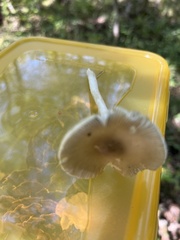 Cantharellula umbonata