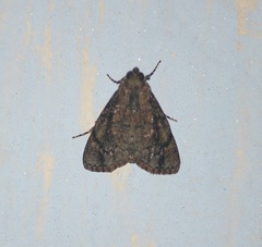 Lepidoptera