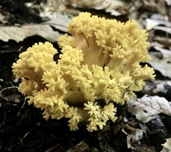 Ramaria rasilispora