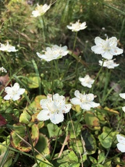 Parnassia asarifolia