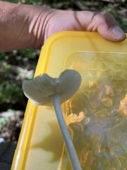 Cantharellula umbonata