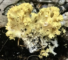 Ramaria rasilispora