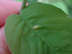 Blaesodiplosis
