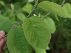 Blaesodiplosis