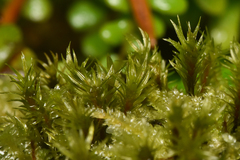 Oligotrichum