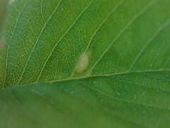 Blaesodiplosis