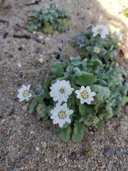 Leucheria tomentosa