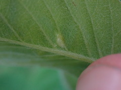 Blaesodiplosis