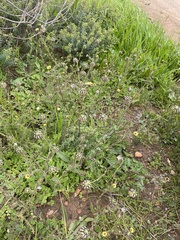 Osteospermum monstrosum