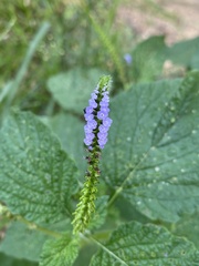 Heliotropium indicum