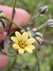 Osteospermum monstrosum