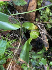 Comparettia falcata