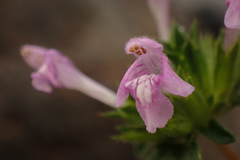 Galeopsis ladanum