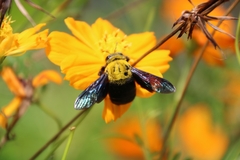 Xylocopa ruficornis