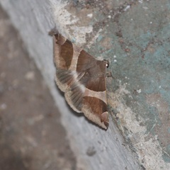 Dysgonia