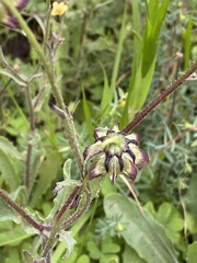 Osteospermum monstrosum