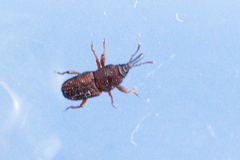 Sitophilus