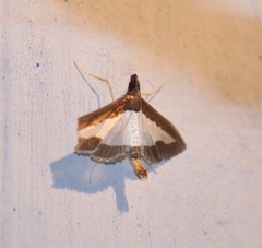 Diaphania indica