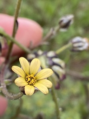 Osteospermum monstrosum