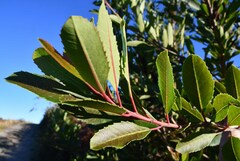 Laurophyllus capensis