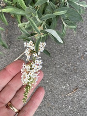 Buddleja
