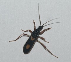 Rasahus hamatus