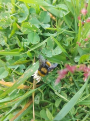 Bombus hortulanus