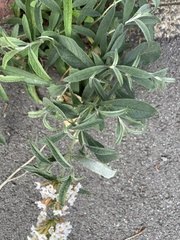 Buddleja