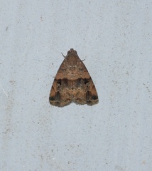 Noctuoidea