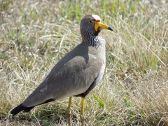 Vanellus senegallus