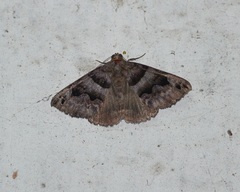 Erebidae