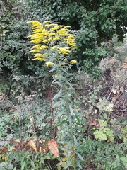 Solidago canadensis