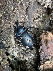 Carabus violaceus violaceus