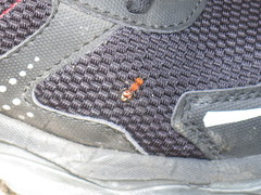 Pseudomethoca vanduzei