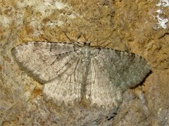 Triphosa sabaudiata