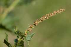 Blitum bonus-henricus