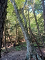 Betula alleghaniensis