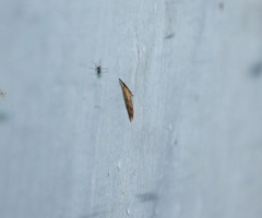 Insecta