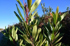 Laurophyllus capensis