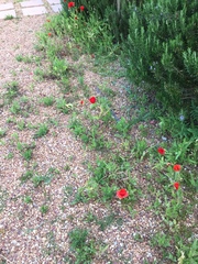 Papaver rhoeas