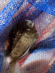 Trinectes maculatus
