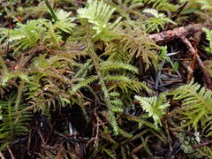 Rhytidiadelphus loreus