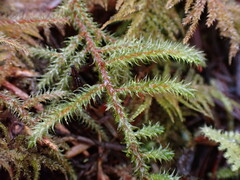 Rhytidiadelphus loreus