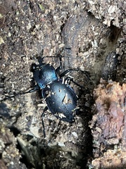 Carabus violaceus violaceus